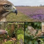 Das tägliche Brot: Wie Vögel wissen, wo der Tisch gedeckt ist